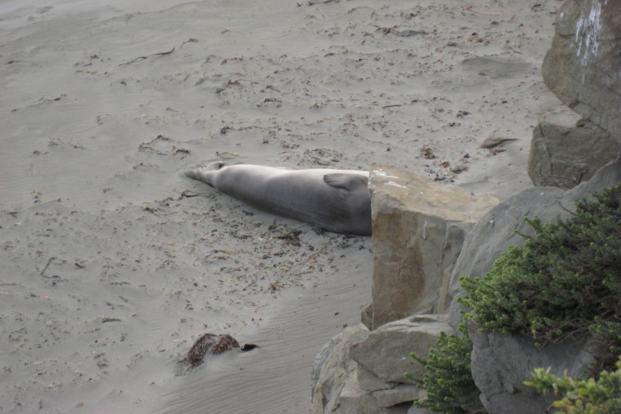 ../image/elephant seals near san simeon.jpg